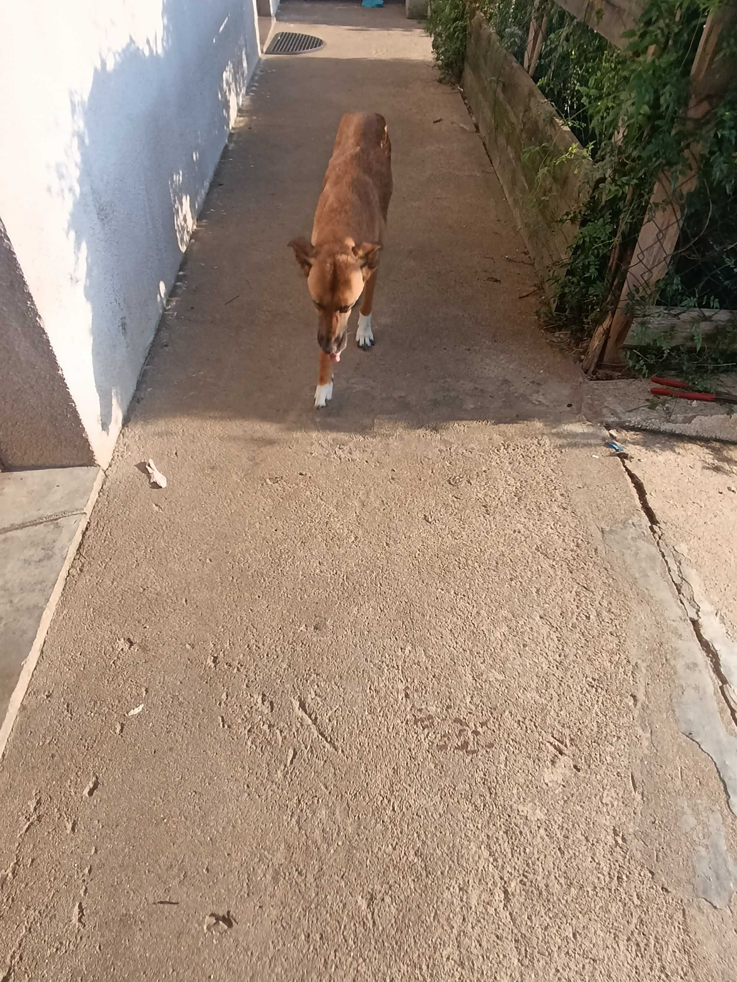 Cães para adopção.