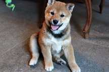 SUCZKA Shiba Inu * Gotowa do Odbioru
