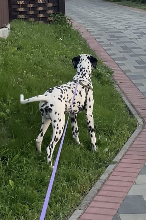 Далматин, 11 місяців