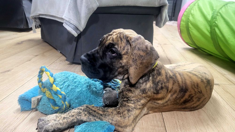 Dog Niemiecki Szczenię