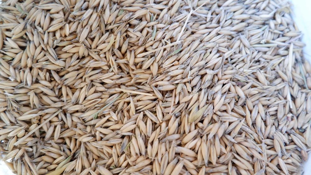 owies ozimy, jary  2025