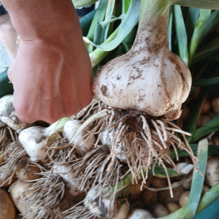 Czosnek słoniowy z własnej Eko uprawy, RHD