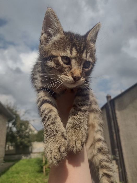 Віддам у добрі руки