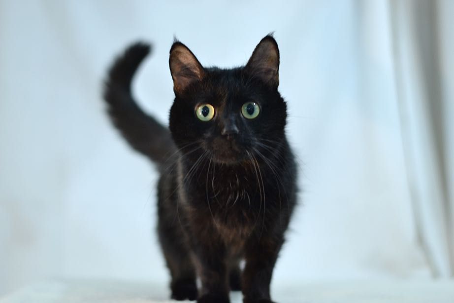 Красотка Мила! 8 месяцев, стерилизована ( кот, кошка, котенок)