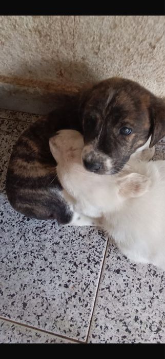 Cadelas para adoçao