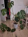 Monstera Deliciosa