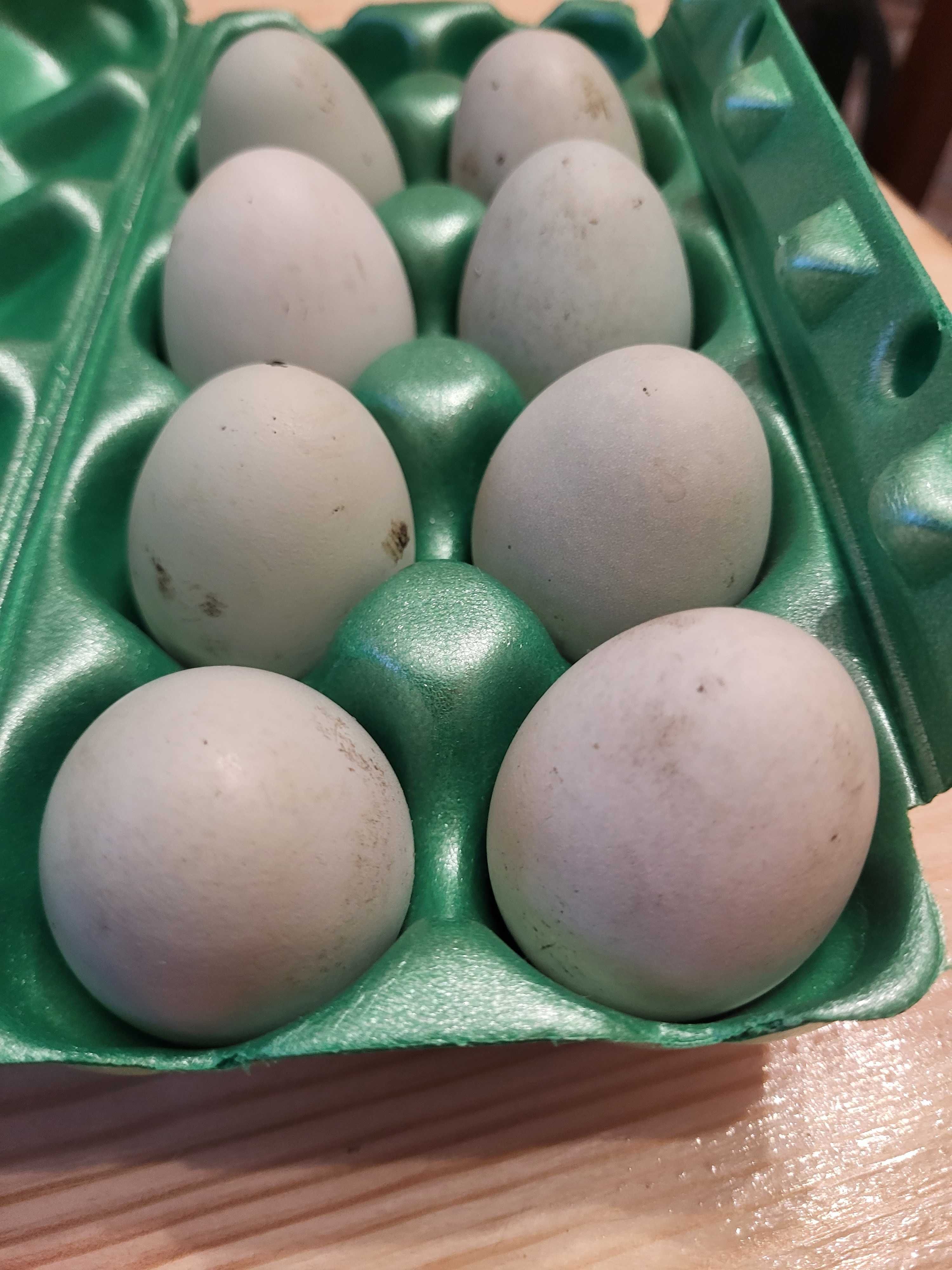 Orpington, araukana, lakenfekder i silka - jaja lęgowe
