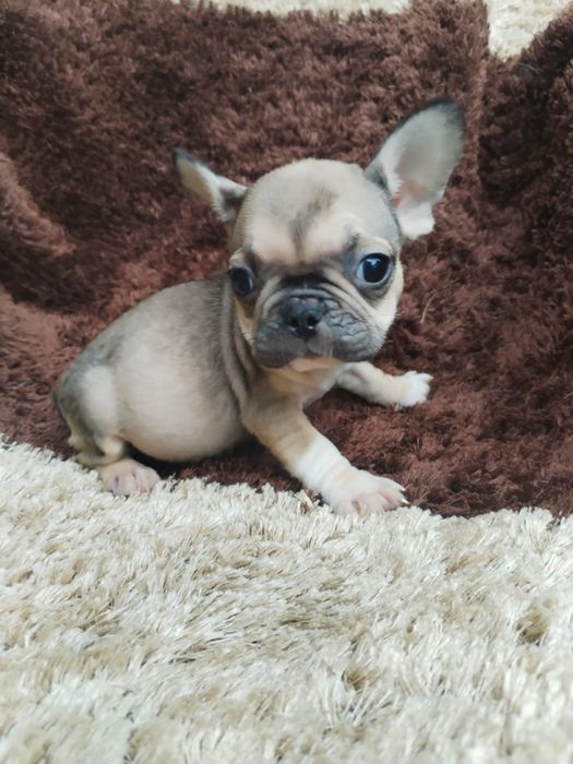 Lindo macho buldogue francês