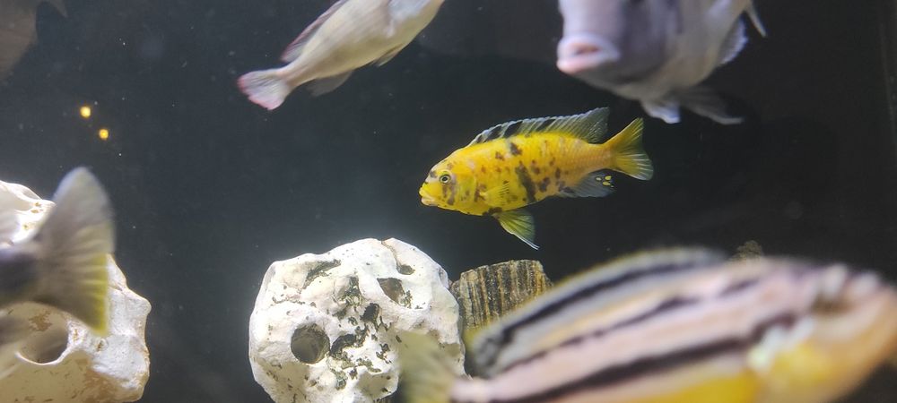 Rybki akwariowe Pyszczaki metriclima zebra gold