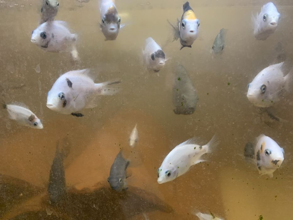 Ciclídeos americano Criação própria