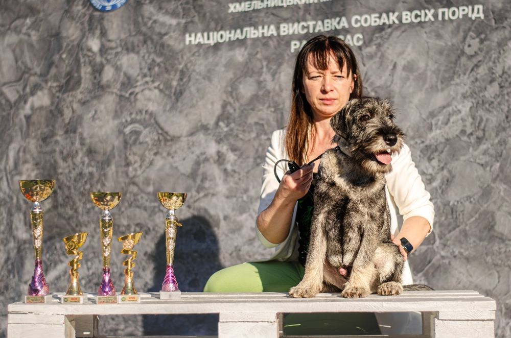 Шнауцер (Міттельшнауцер)  цуценята