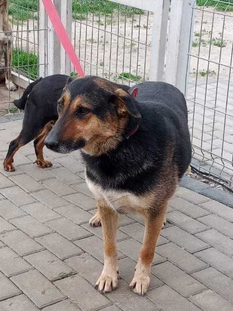 Haga czeka na dom