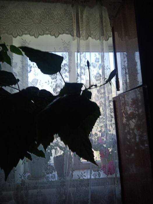 вазон гібіскус китайська троянда