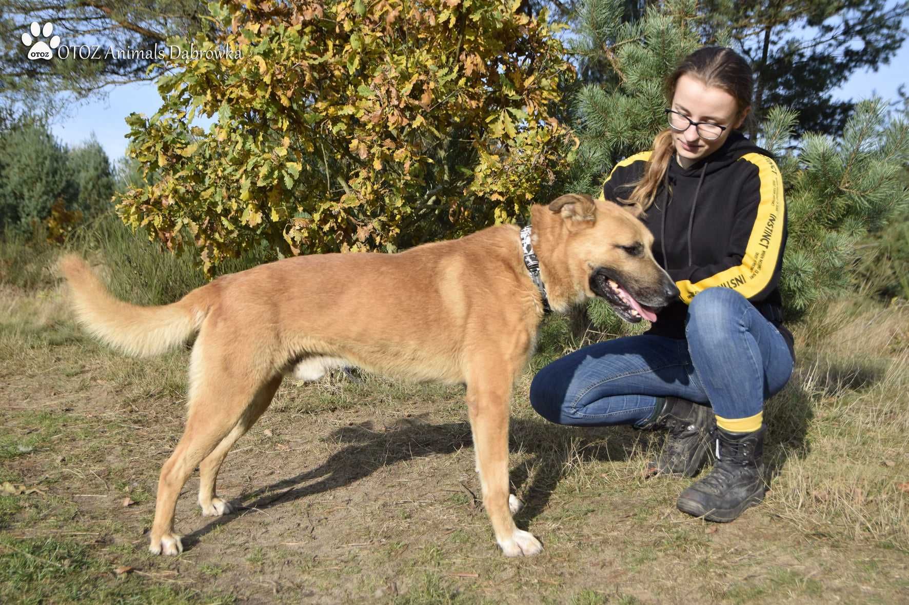 Mustang nadal szuka przyjaciela- OTOZ Animals Schronisko w Dąbrowce