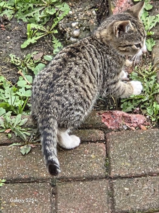 Oddam kota lub kotkę