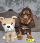 Cocker spaniel angielski- piesek z rodowodem