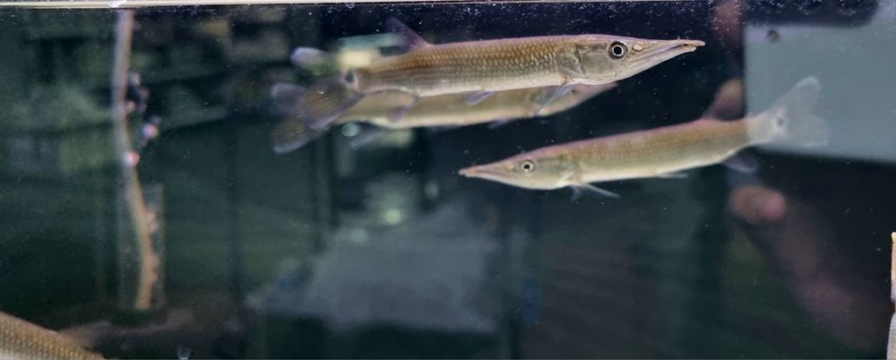 Ctenolucus Hujeta - Szczupaczek Czułkowy