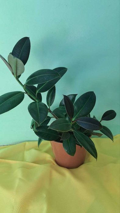 Фікуси Робуста, дорослі рослини