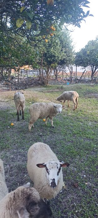 Vendo algumas ovelhas deste rebanho