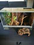 Terrarium dla żółwia