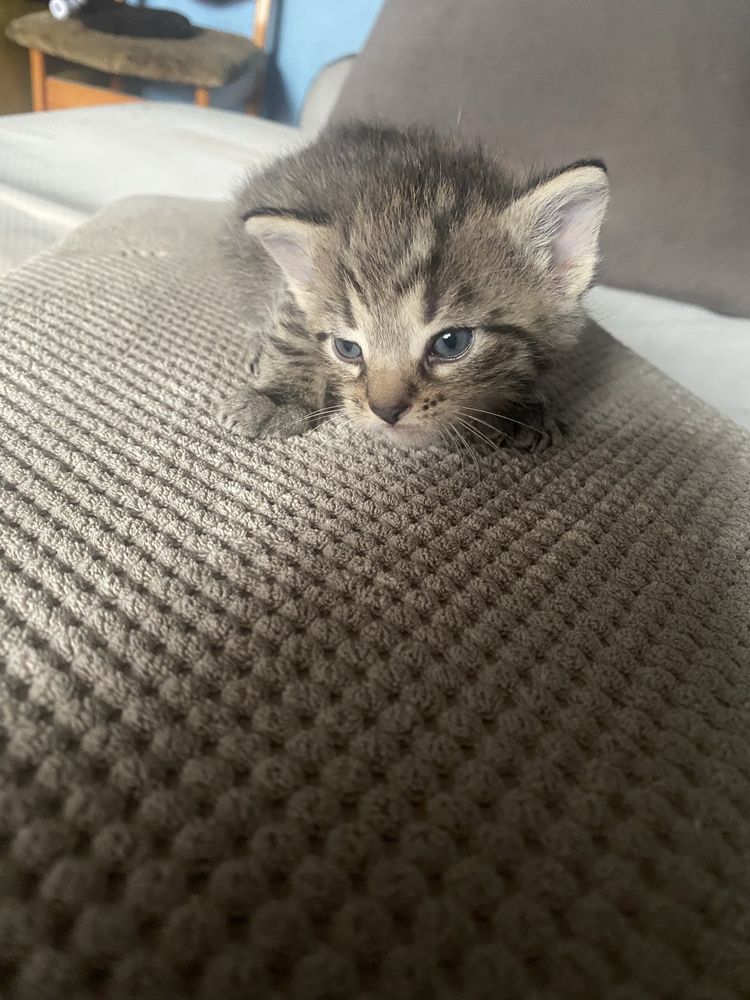 Kotek do adopcji