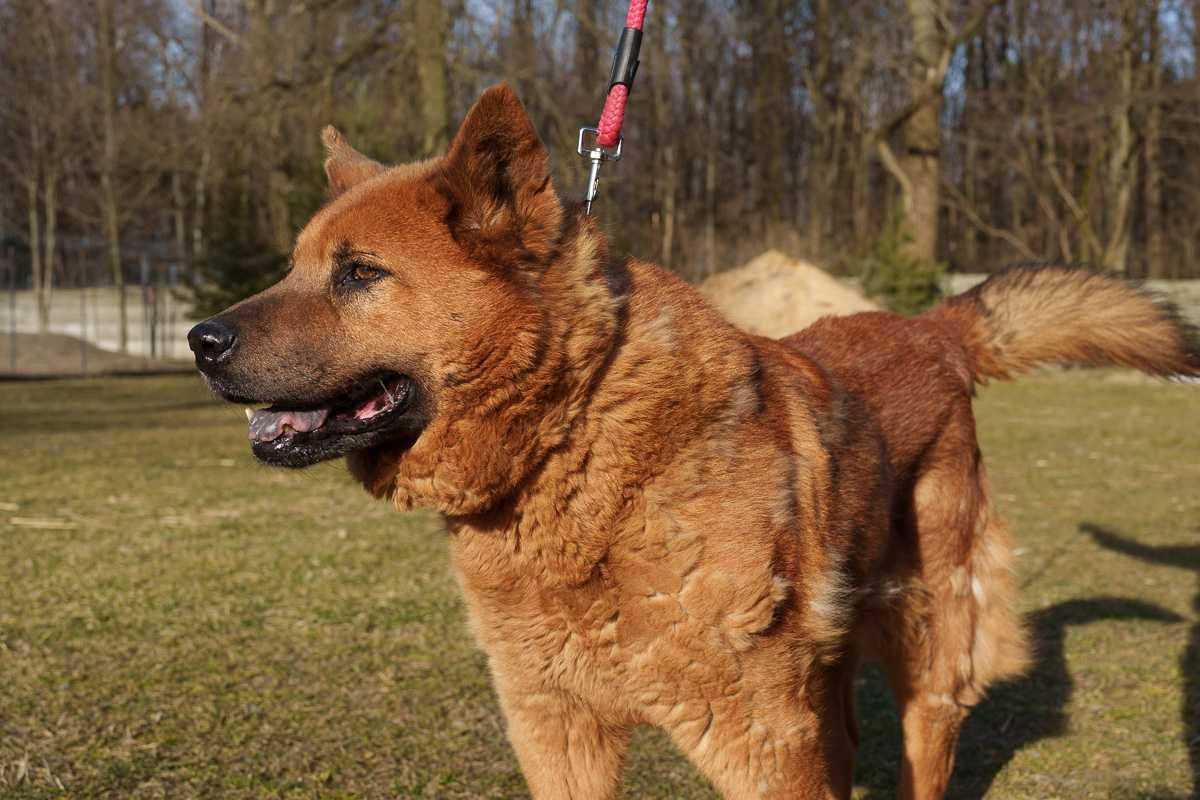 Chow chow mix Czaki szuka domu schronisko Zgierz -aktualne