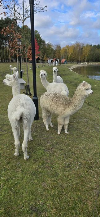 Sprzedam samce alpaka
