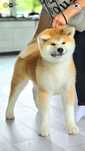 Akita Inu (japońska) czerwona suczka - ZKwP / FCI & AKIHO