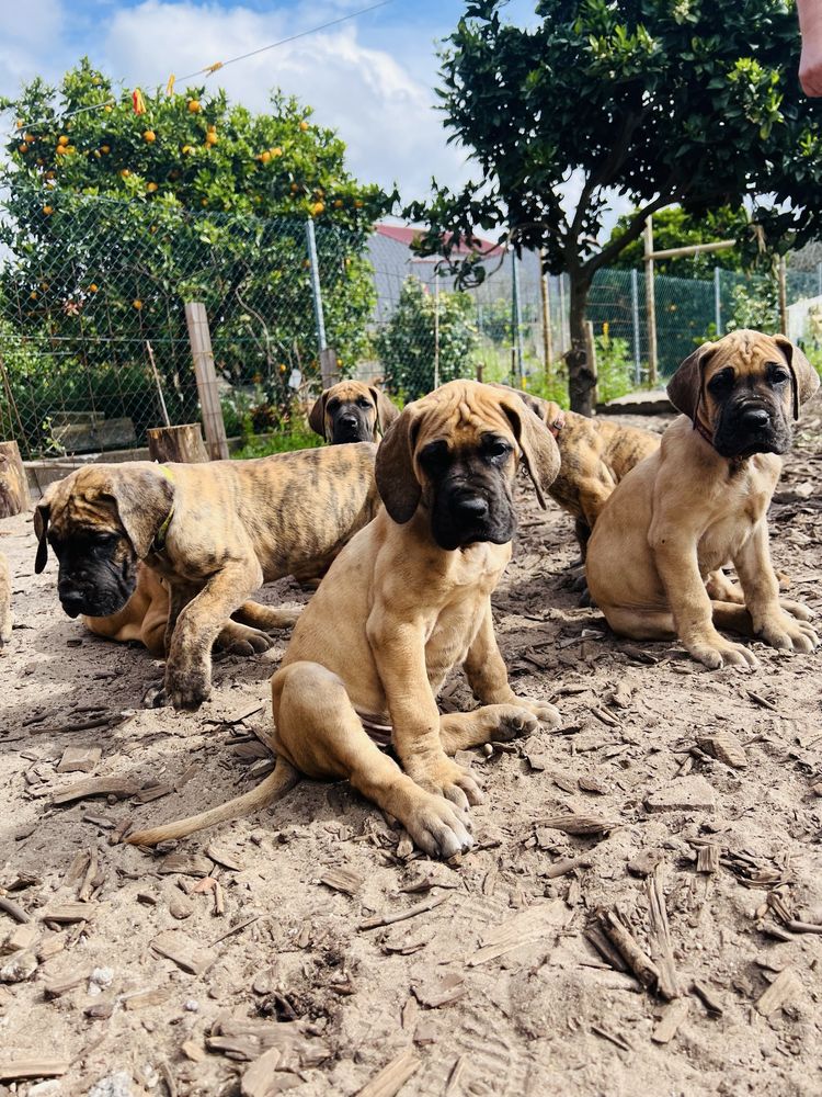 Dogue alemao tigrado e dourado