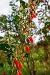 Plantas goji vermelho
Envio CTT