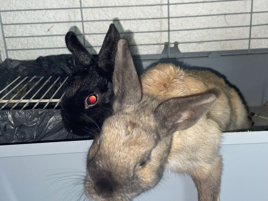 Coelhos de Estimação