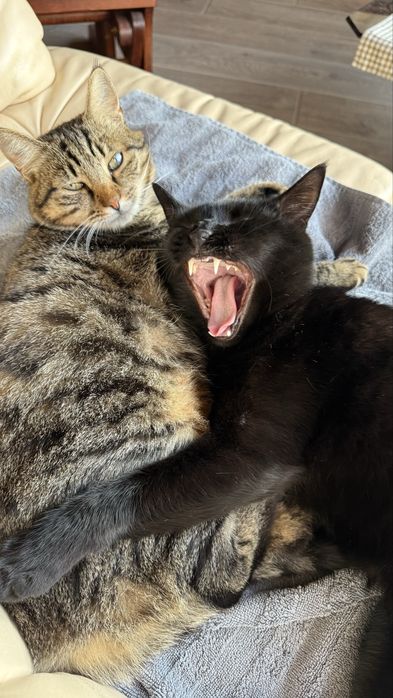 Черный кот ищет дом и любящую семью