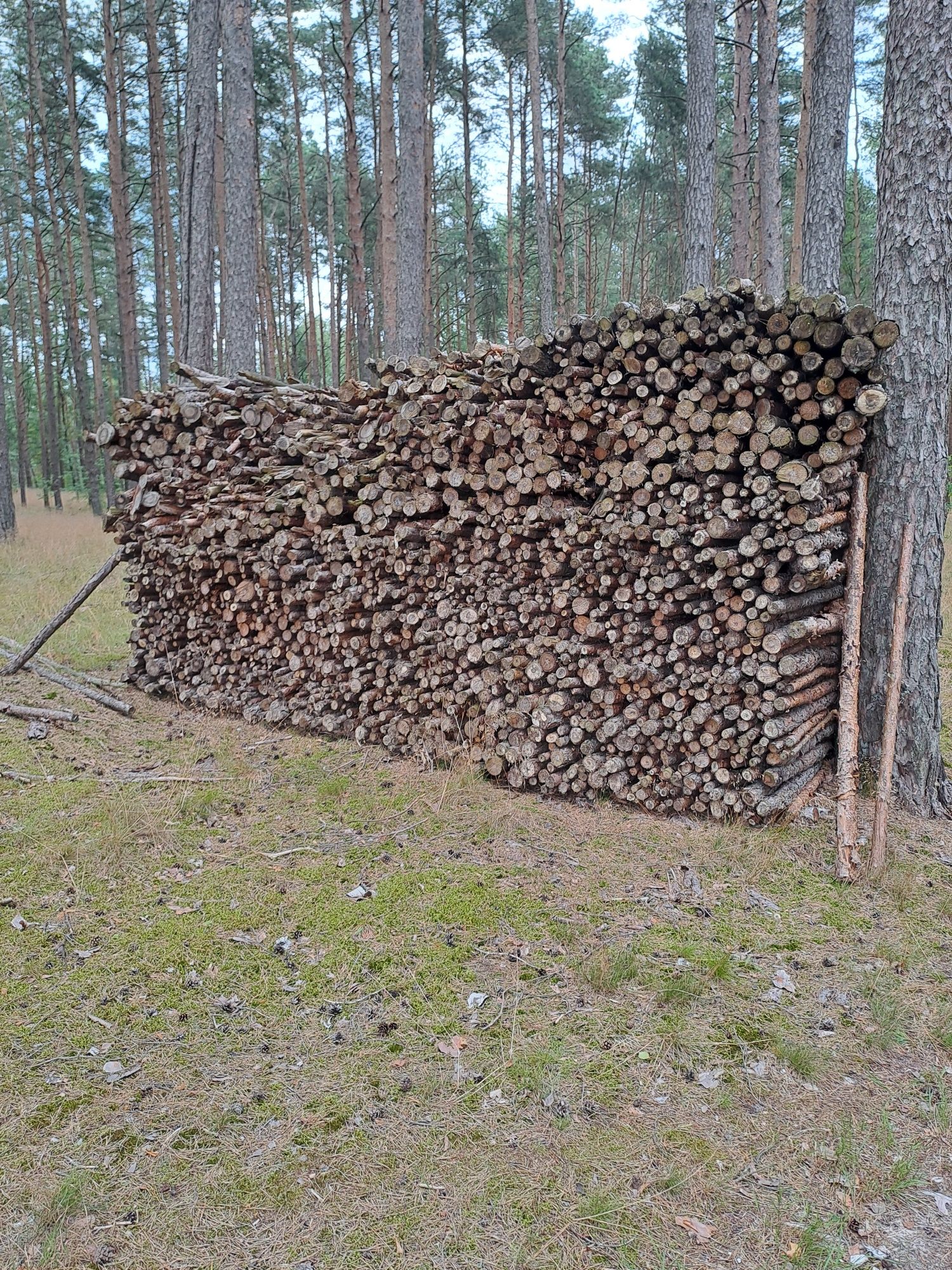 Drzewo opałowe wałki sosna