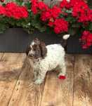 Lagotto Romagnolo FCI piesek