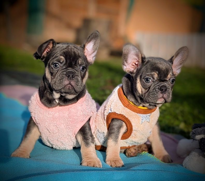 Щенки французского бульдога