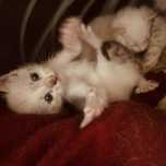 Gatinhos bebes para dar
