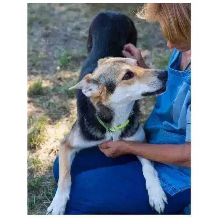 Молодая собака в добрые руки