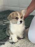 Welsh Corgi Pembroke, rudo-bialy pies FCI, krotki ogonek