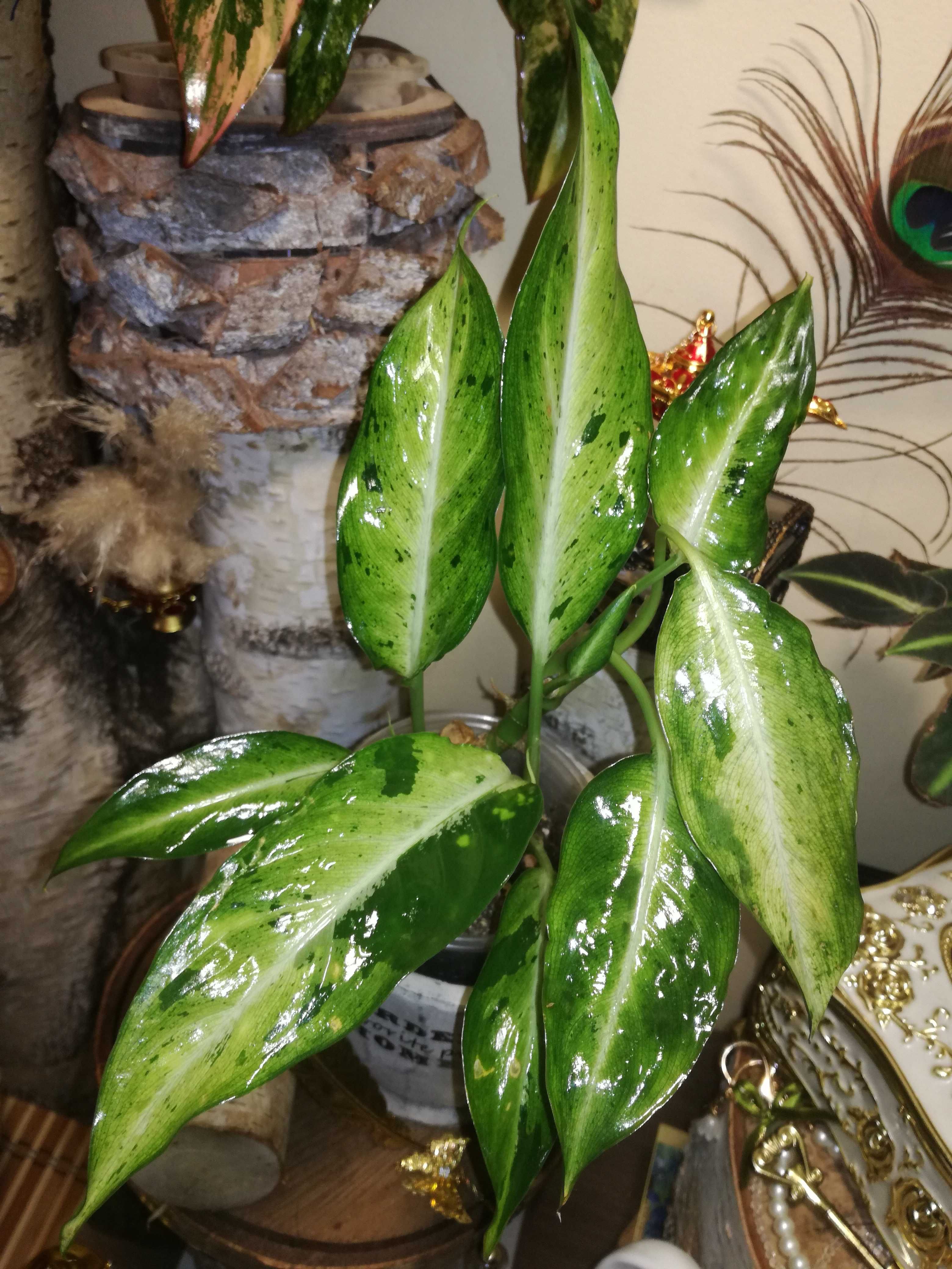 Dieffenbachia Variegata Camouflage UNIKAT! monstera philodendron