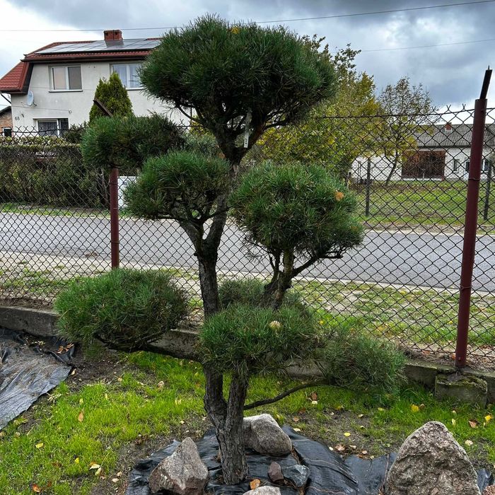 Drzewka Bonsai Niwaki / Sosny – egzemplarze od ogrodnika-pasjonata