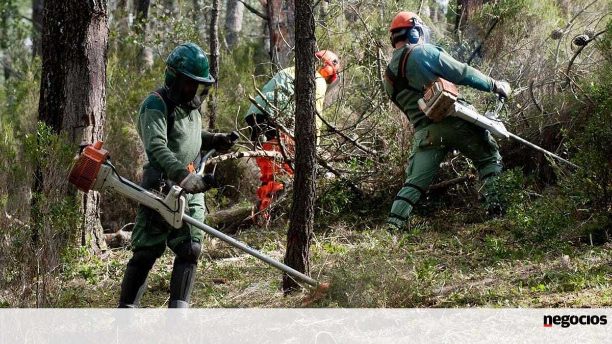 Serviços de limpeza com Roçadora