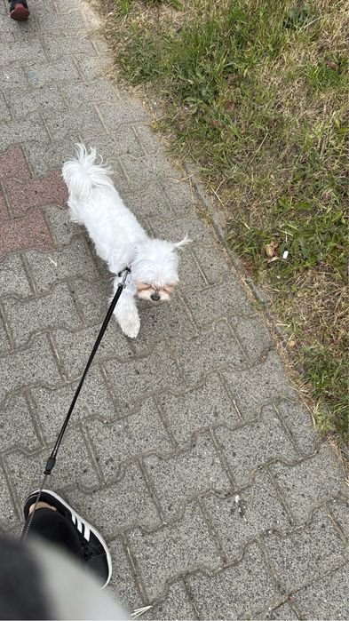 Maltańczyk oddam za darmo