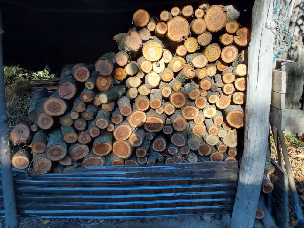 Drzewo do wędzarni/ do kominka (śliwa)