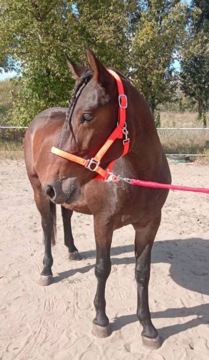 Продається молода, перспективна кобила трьох років.