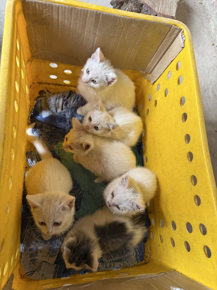 Кошенята шукають люблячу сімʼю