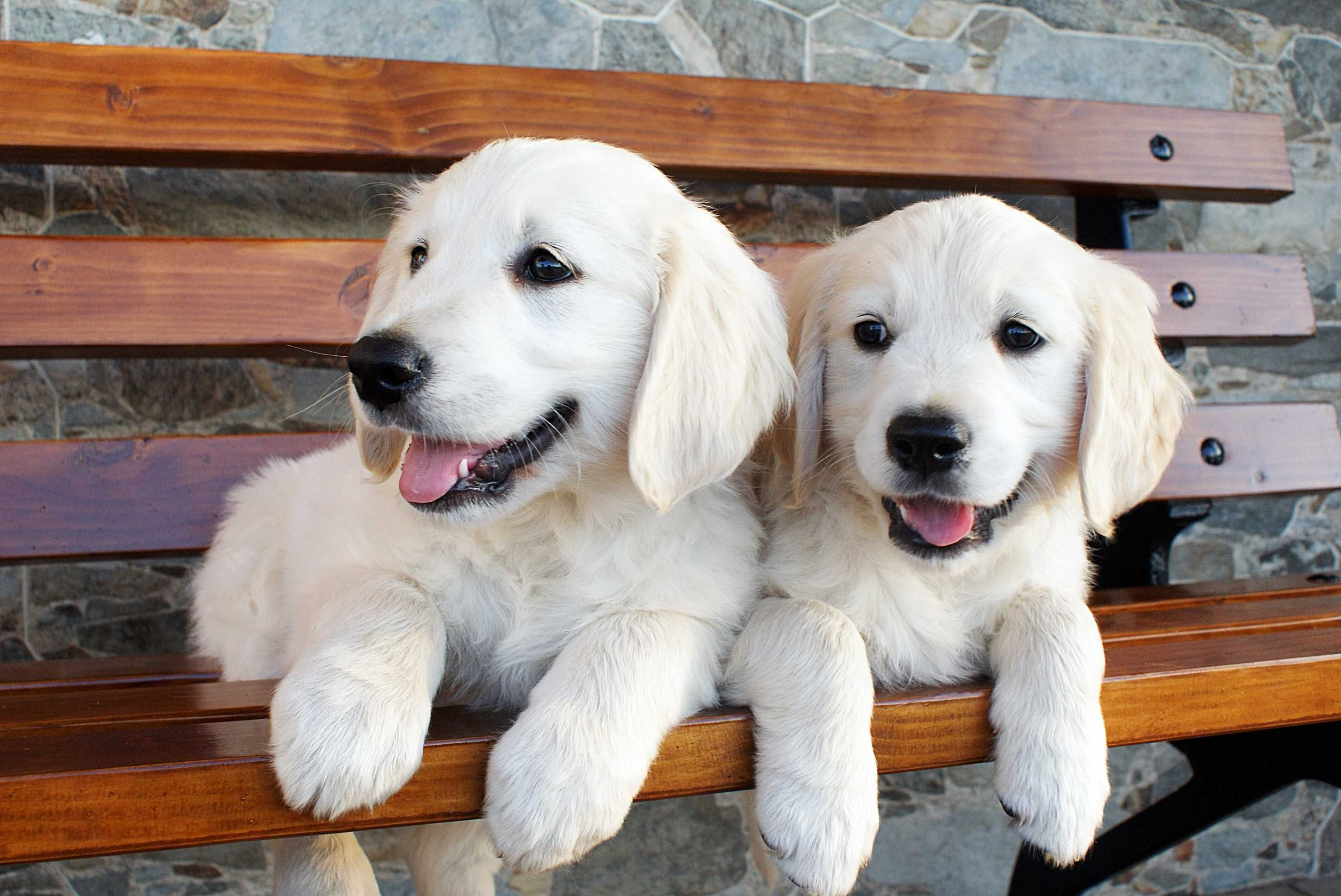 Golden Retriever . Rodowód Międzynarodowy FCI/ZKwP