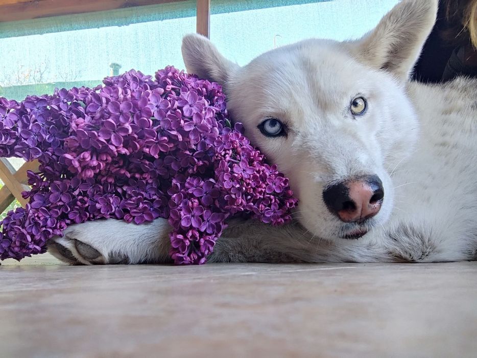 Пропав хаскі, шукаємо втікача Звенигородщина , хаска