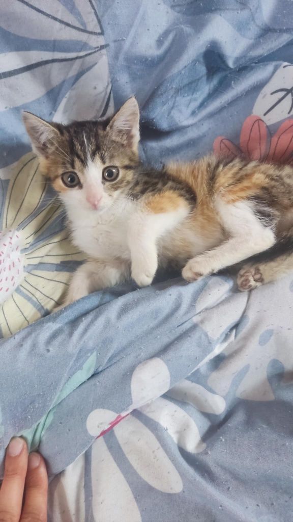Trzy kocurki i jedna kotka do adopcji