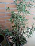 Vendo Oliveira 1.20cm