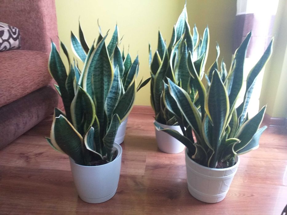 Sansewiery piekne zdrowe